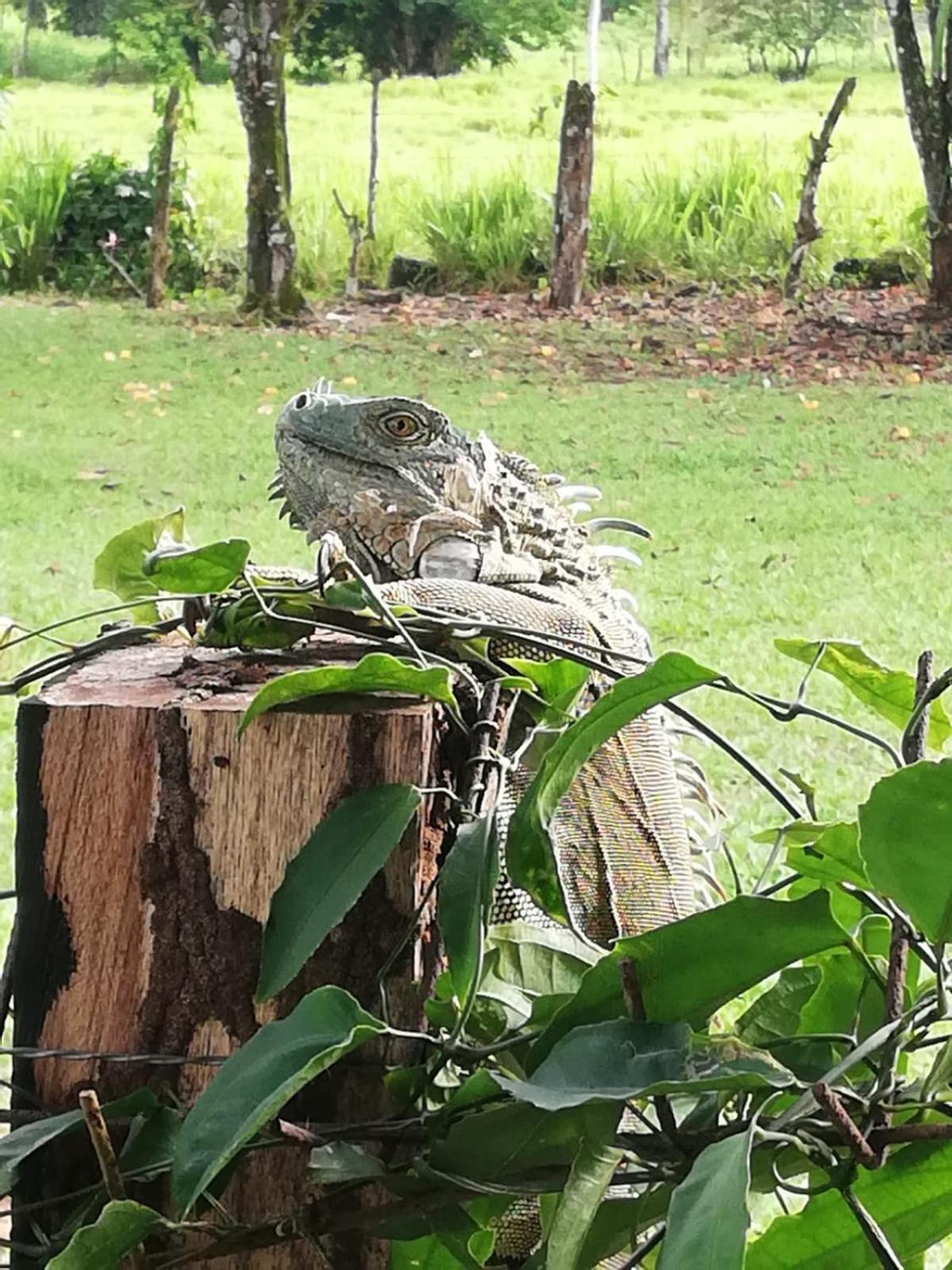 Paraiso Verde Siqurres Da Alegria Esterno foto