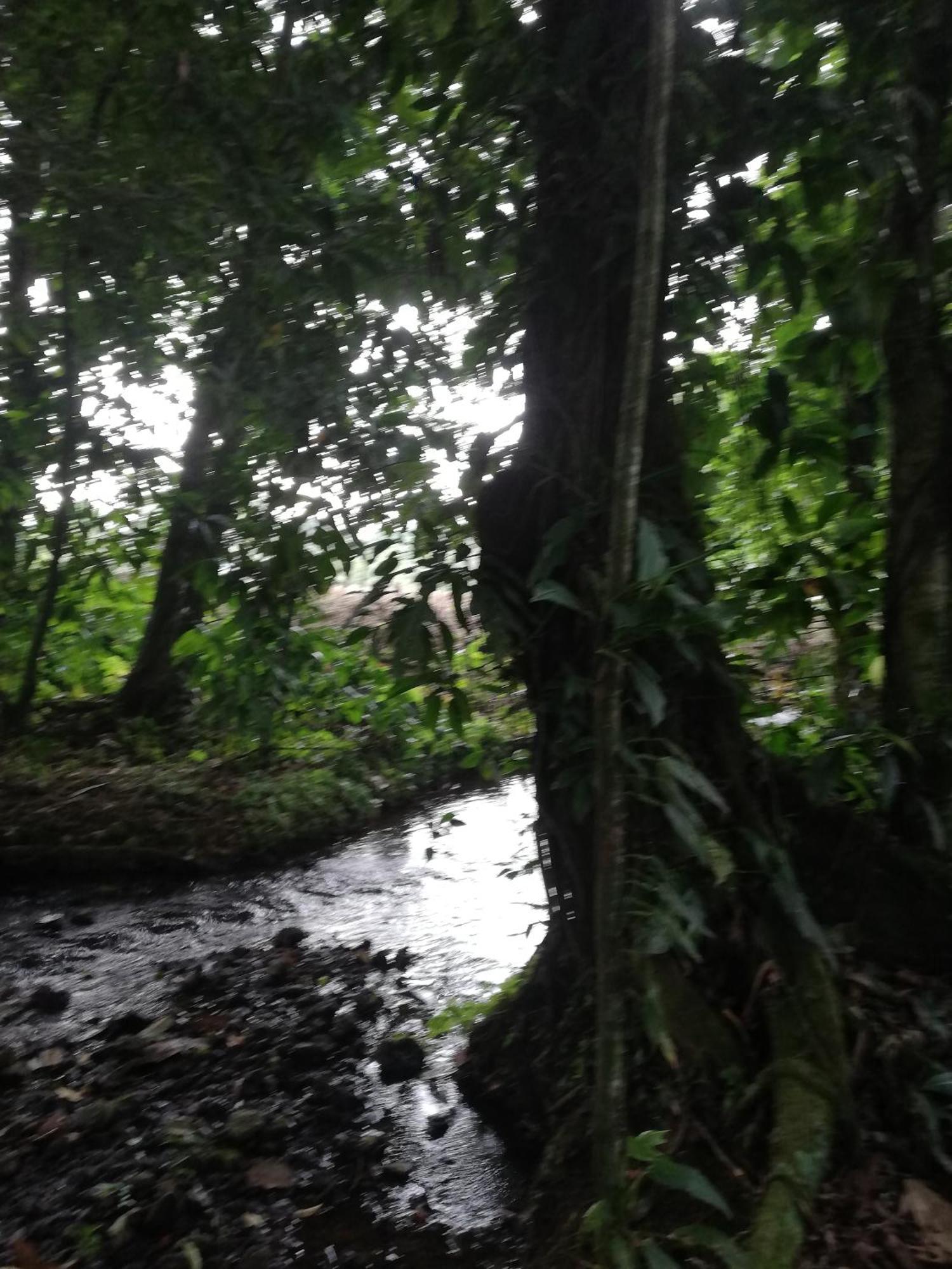 Paraiso Verde Siqurres Da Alegria Esterno foto