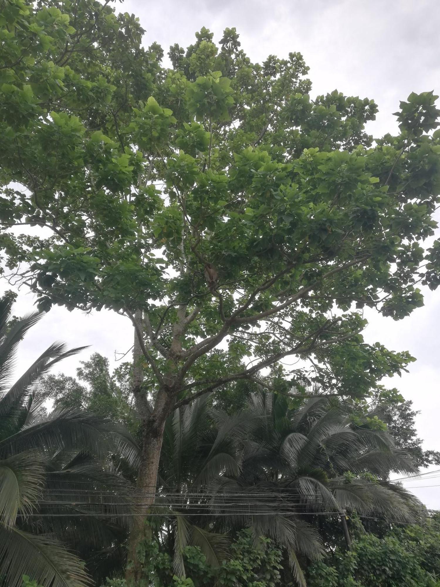Paraiso Verde Siqurres Da Alegria Esterno foto