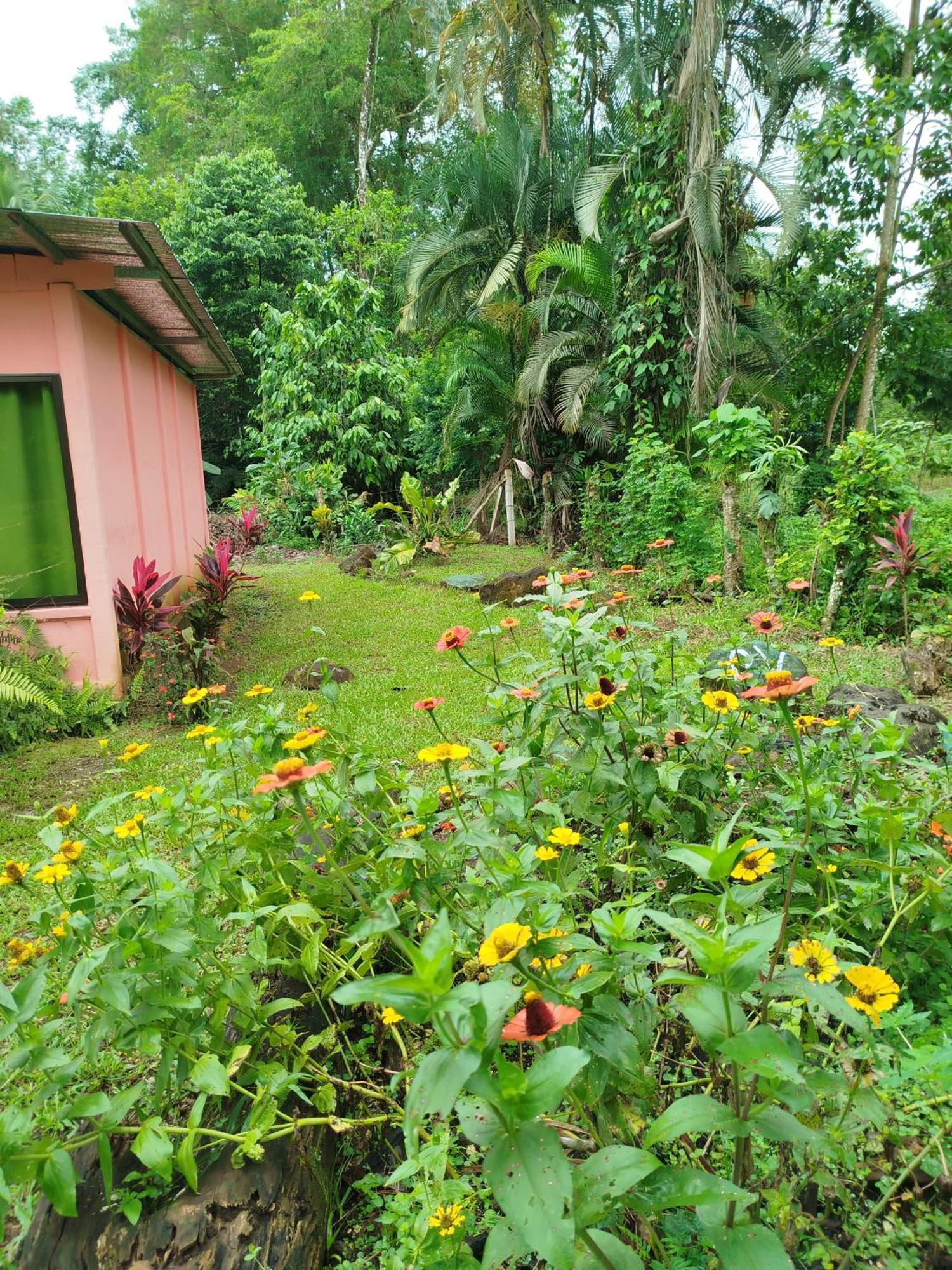 Paraiso Verde Siqurres Da Alegria Camera foto